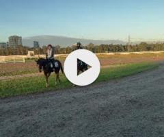 Anders x Fairly Feline Colt