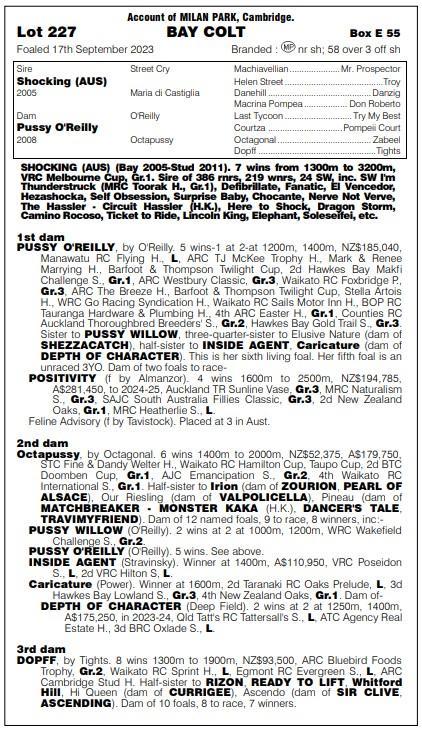 Shocking x Pussy O'Reily Colt