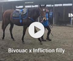 Bivouac x Infliction