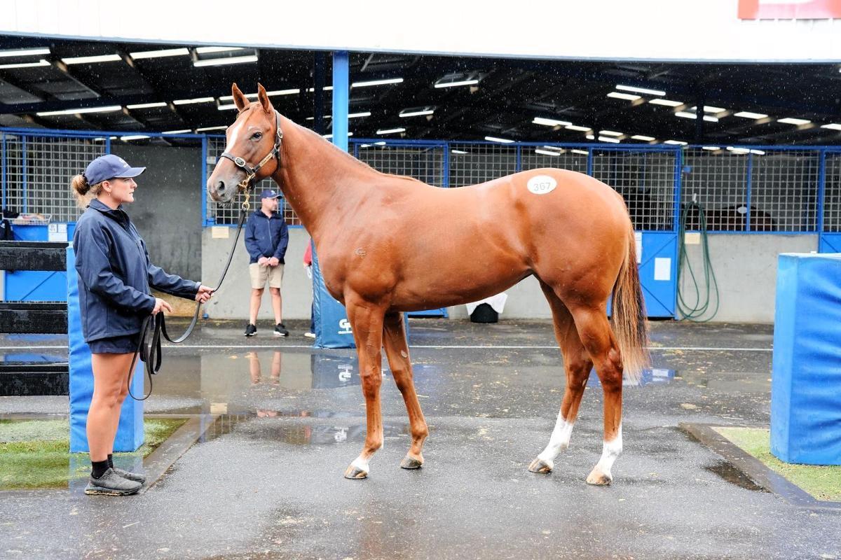 Toronado x Star Of Night