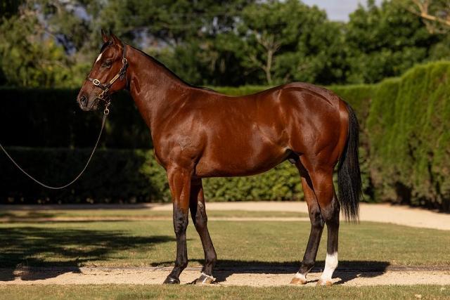 horse-image