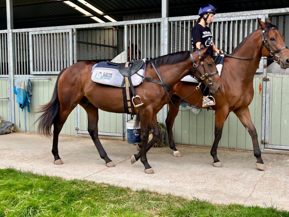 Wild Ruler x Tarabai