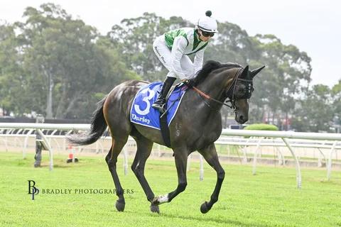 horse-image