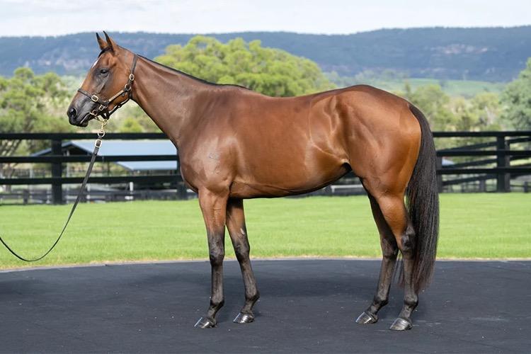 horse-image
