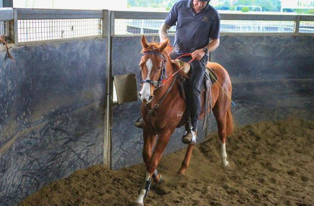 Street Boss x Ariege ‘23 Filly