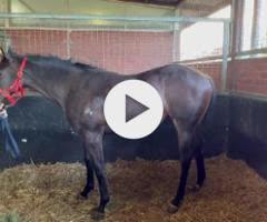 Pierro x Letsdothis Filly