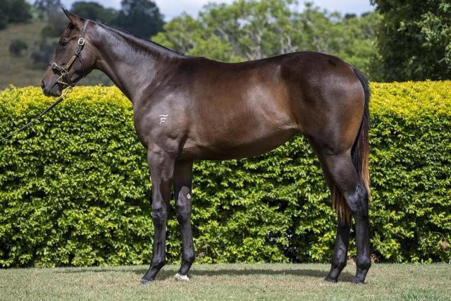 BTR x Zunaida 1YO Filly