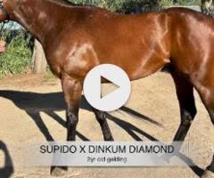 Supido x Dinkum Diamond