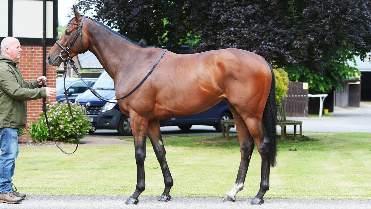 horse-image