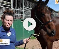 Pierro x Walk This Way (IRE) colt