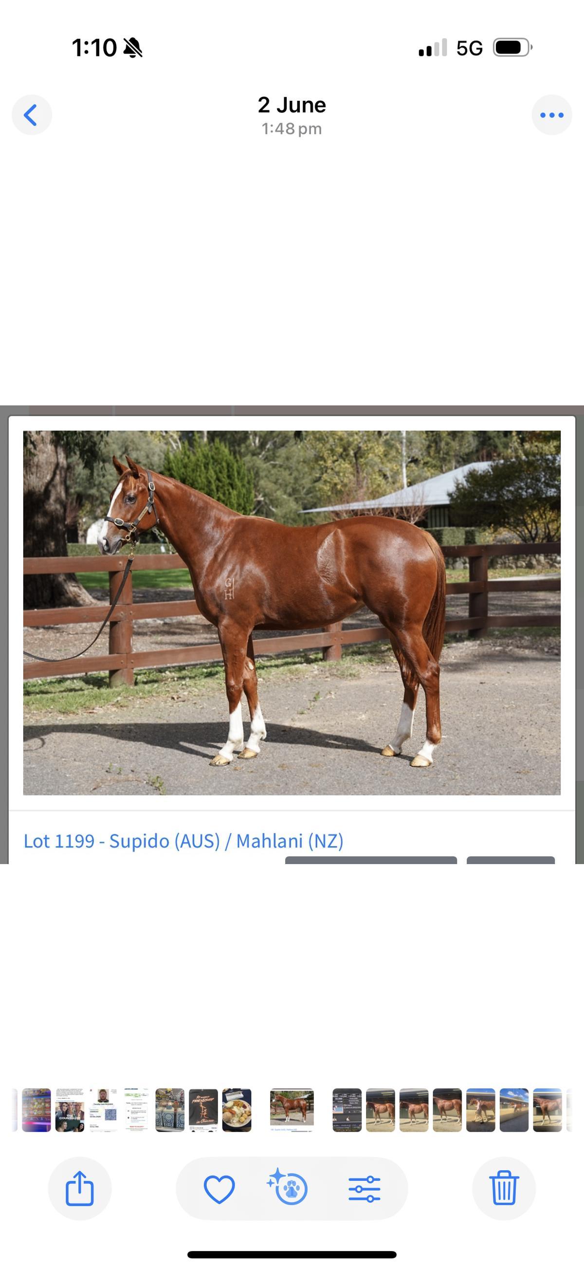Supido x Mahlani filly
