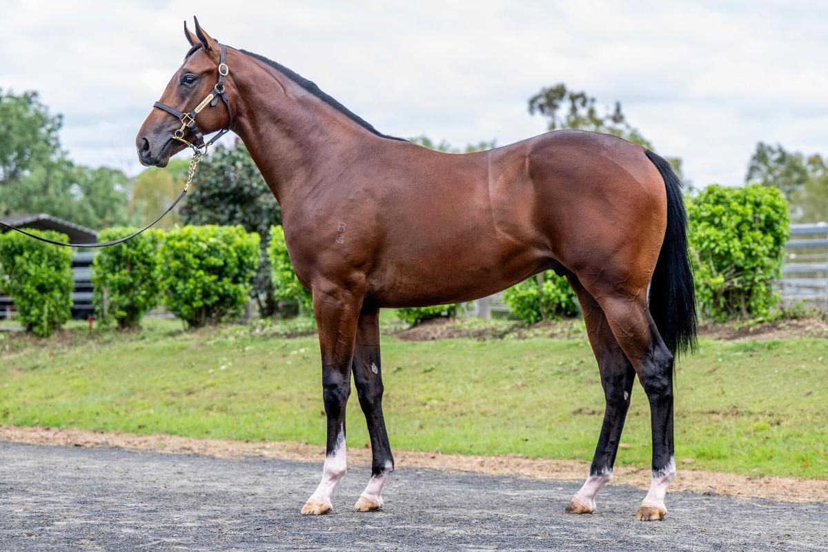 horse-image