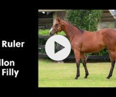 Wild Ruler x Papillon