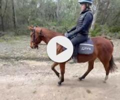 Castelvecchio filly X Charm School