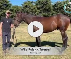 Wild Ruler x Tarabai