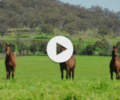 Portland Sky x Elusive Melody