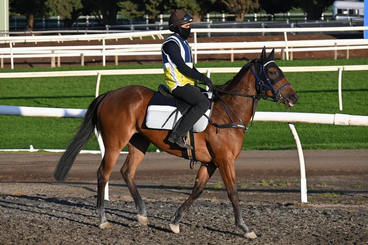 horse-image