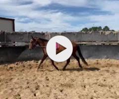Kermadec x Moussaieff gelding