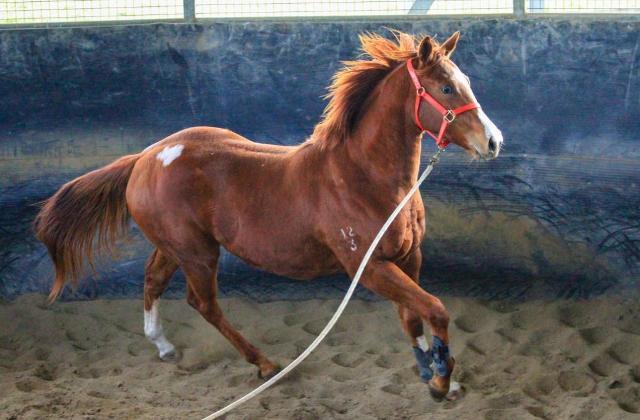 Street Boss x Ariege ‘23 Filly