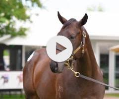 All Too Hard x Peroxide Princess '24 Filly - 67.5% Remaining (colours available)