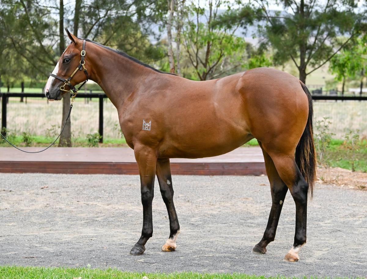 Wild Ruler x Woburn Abbey '24 Filly