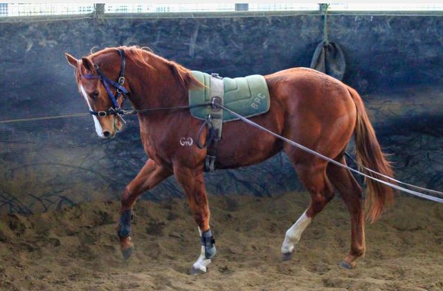 Street Boss x Ariege ‘23 Filly