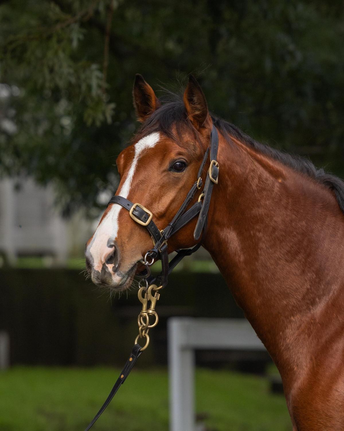 Snitzel/Debonnaire '23