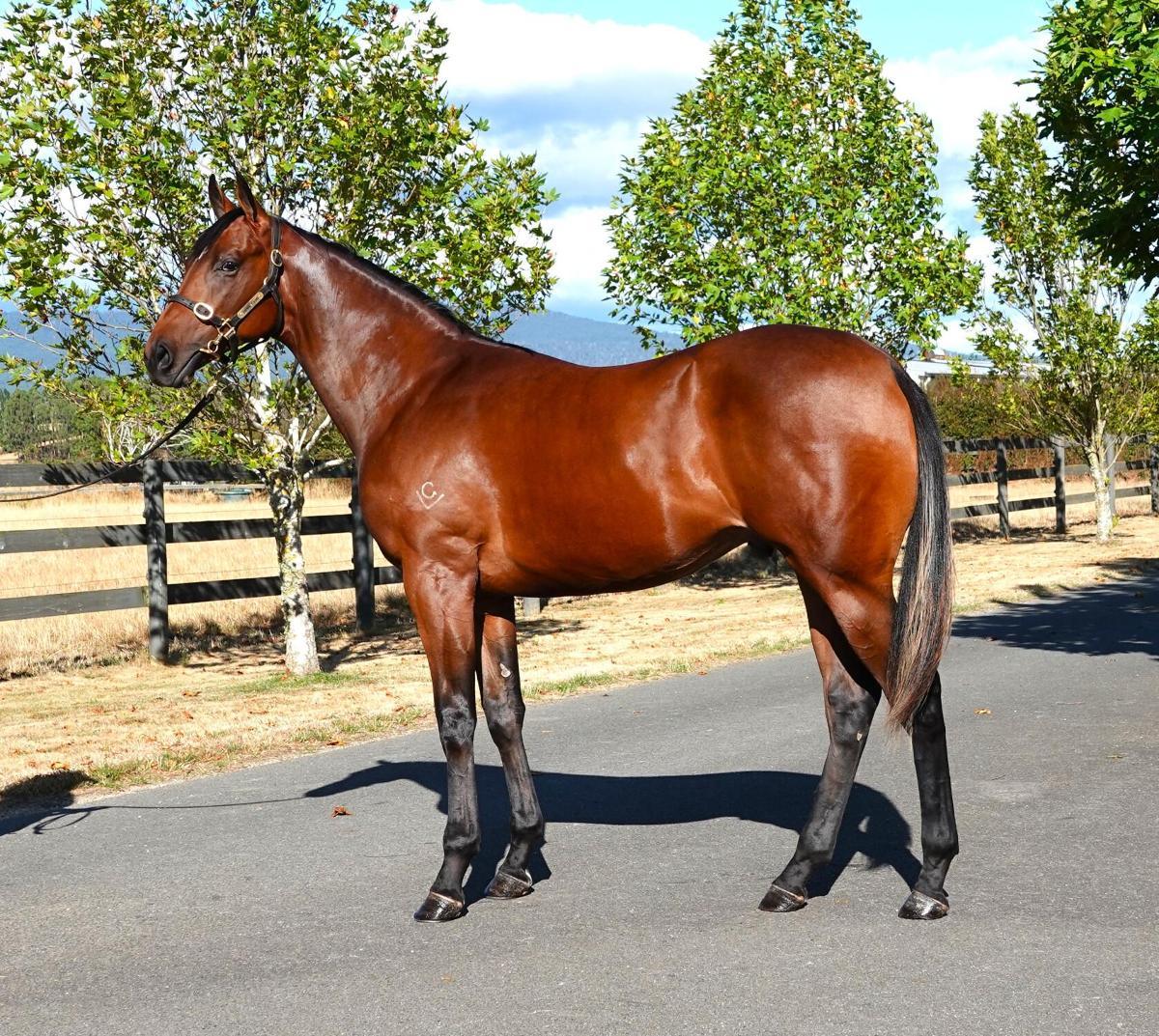 horse-image