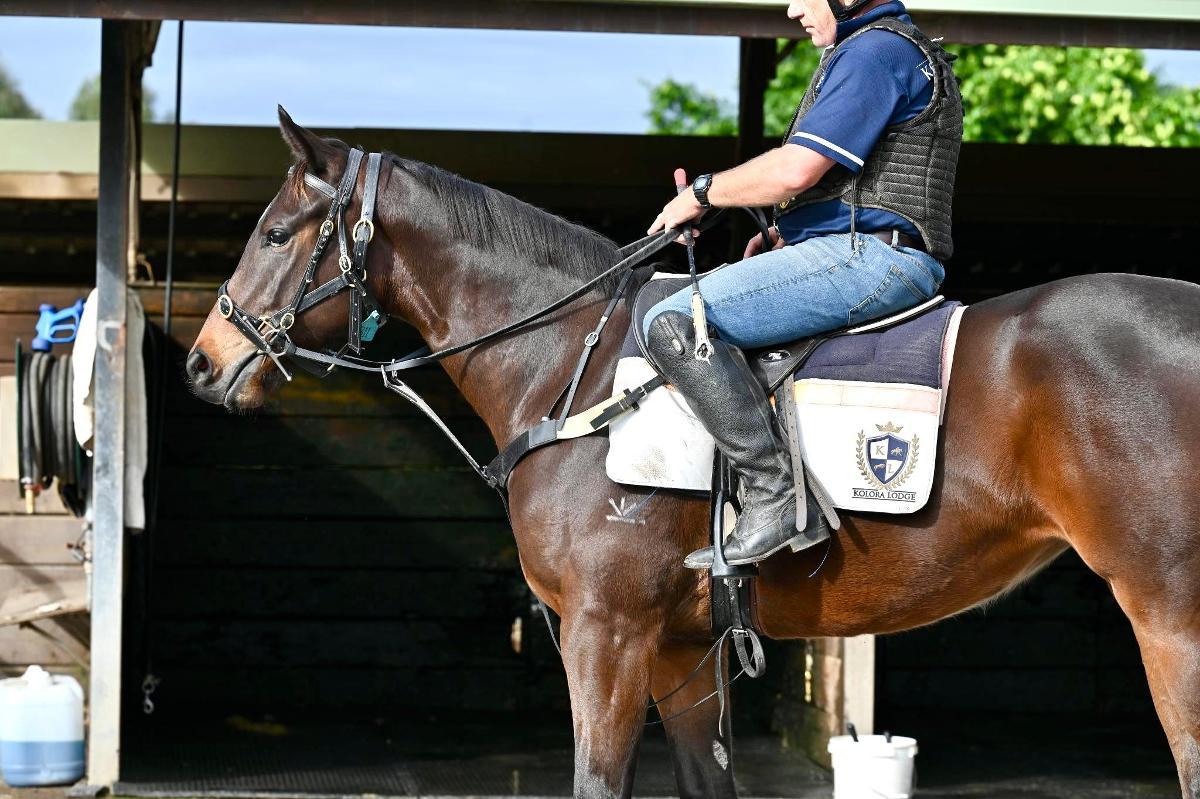 Better Than Ready x Miss Le Nord Filly