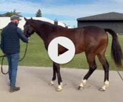 TORONADO x MAHA FILLY