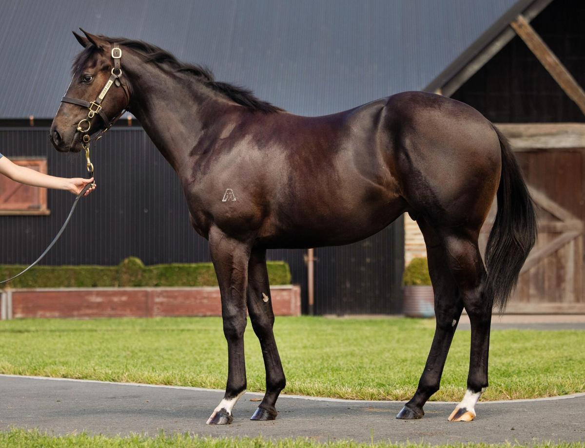 horse-image