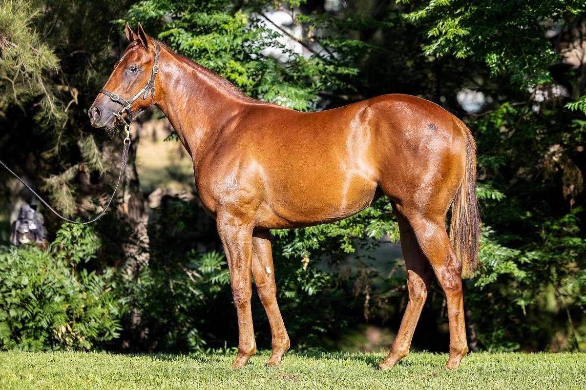 horse-image