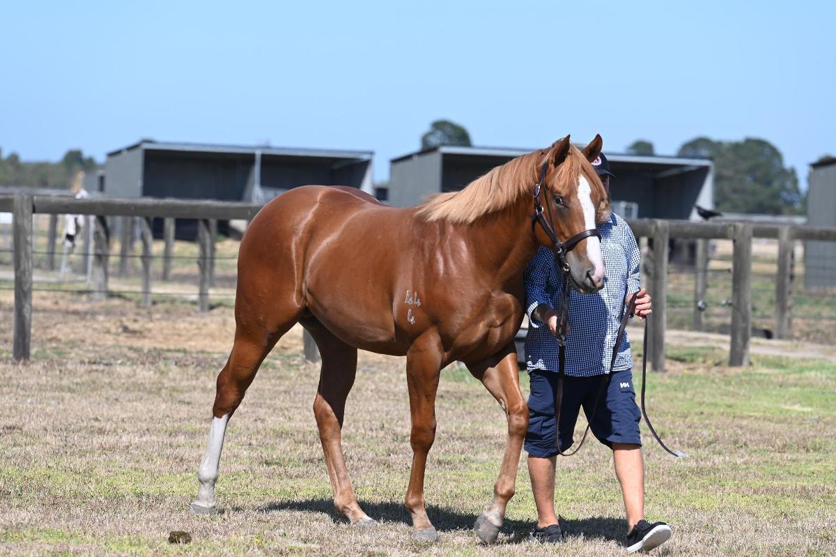 Frankel x Global Brand (USA) colt