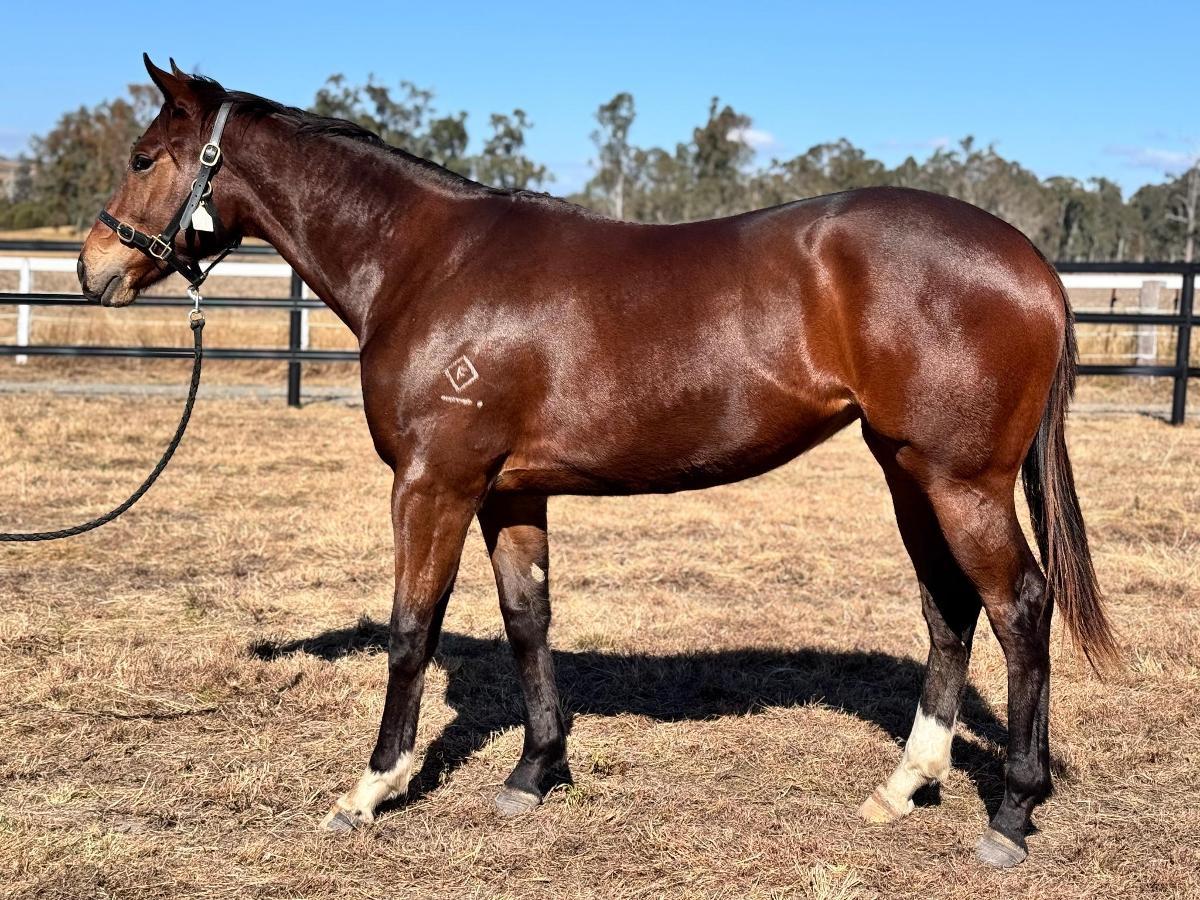 Better Than Ready x Snitzel's Joy