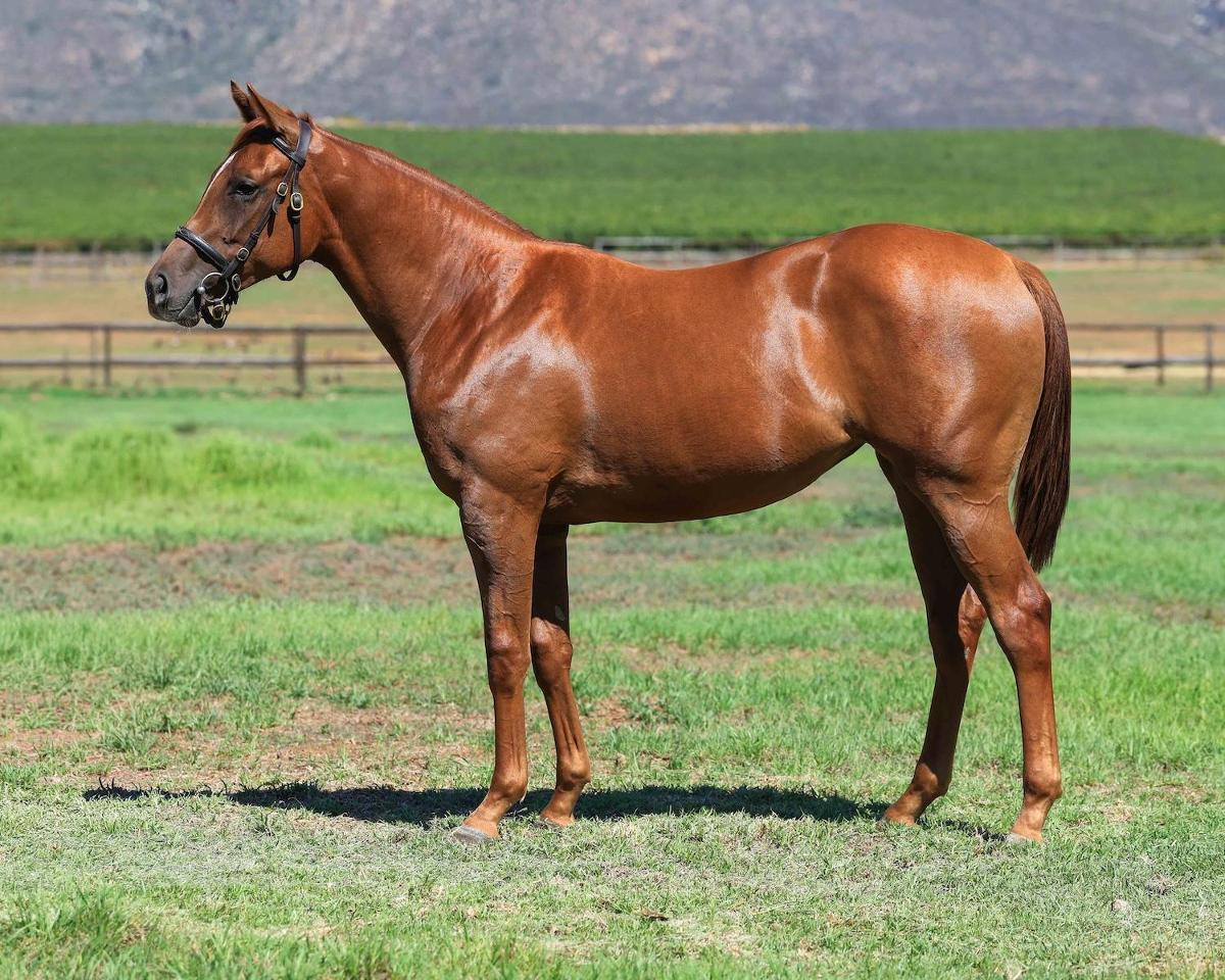 horse-image