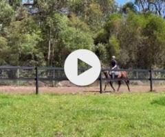 Pierro x Walk This Way (IRE) colt