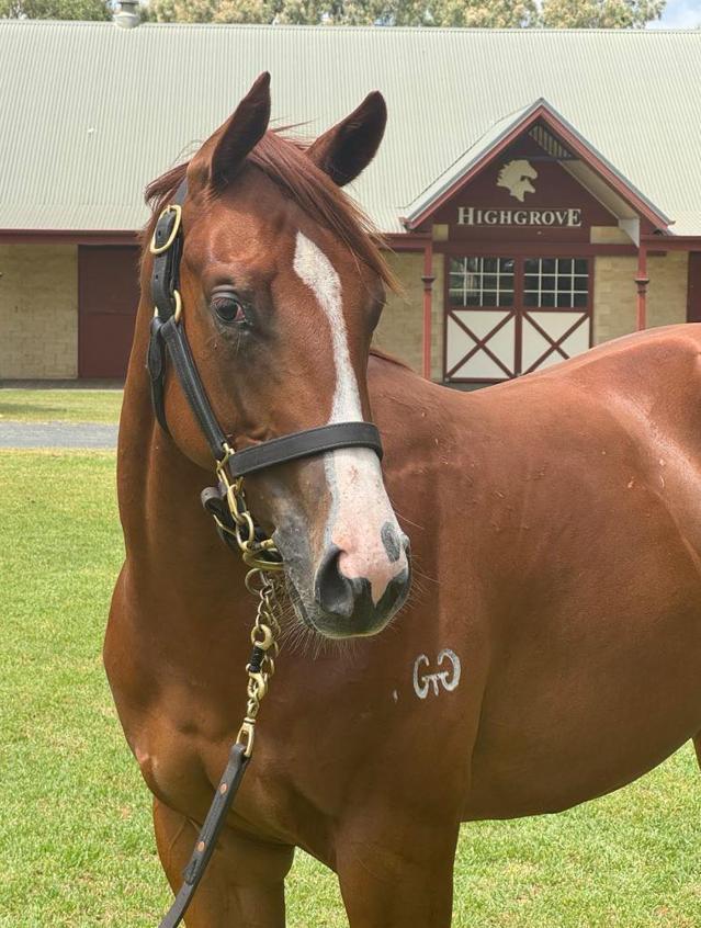 horse-image