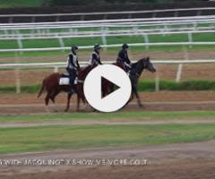 Jacquinot x Show Me More Colt