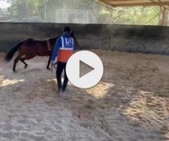 Nicconi x Shampion Filly