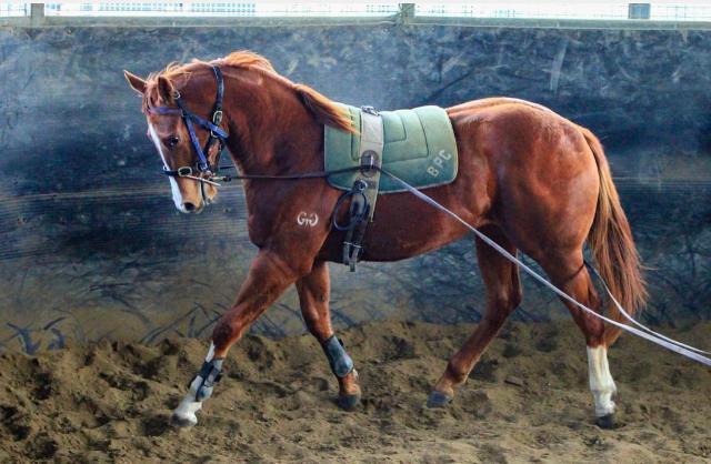 Street Boss x Ariege ‘23 Filly