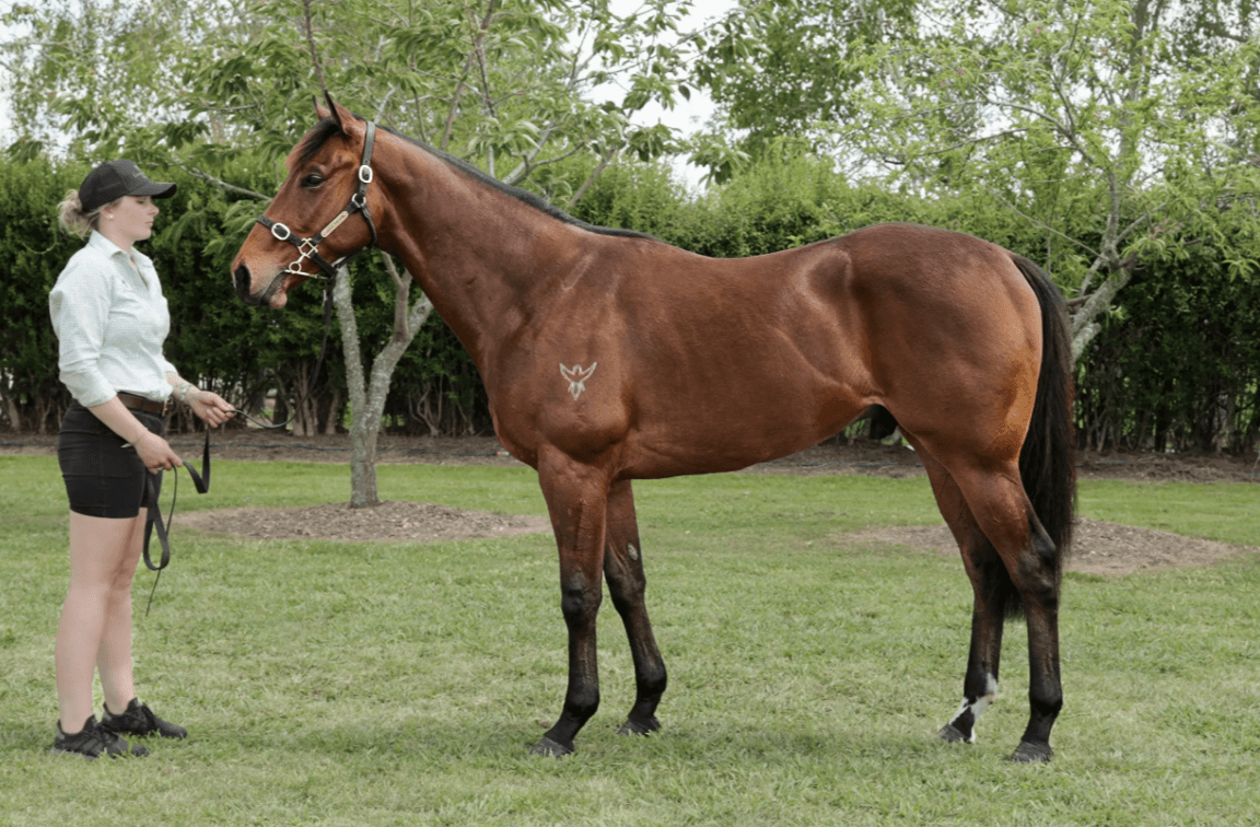 horse-image