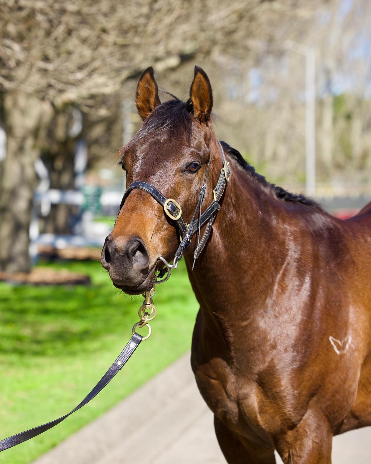 Pinatubo/Teramia '23