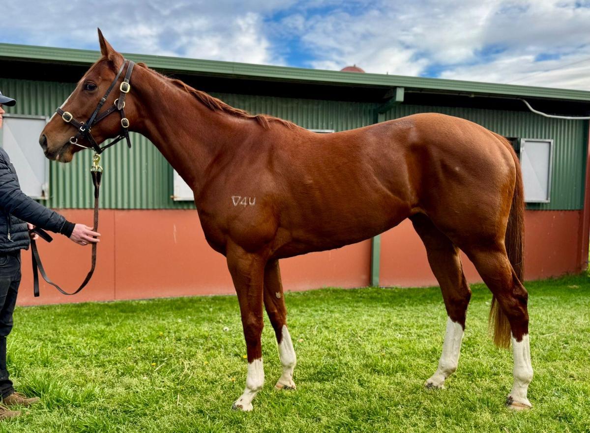 horse-image