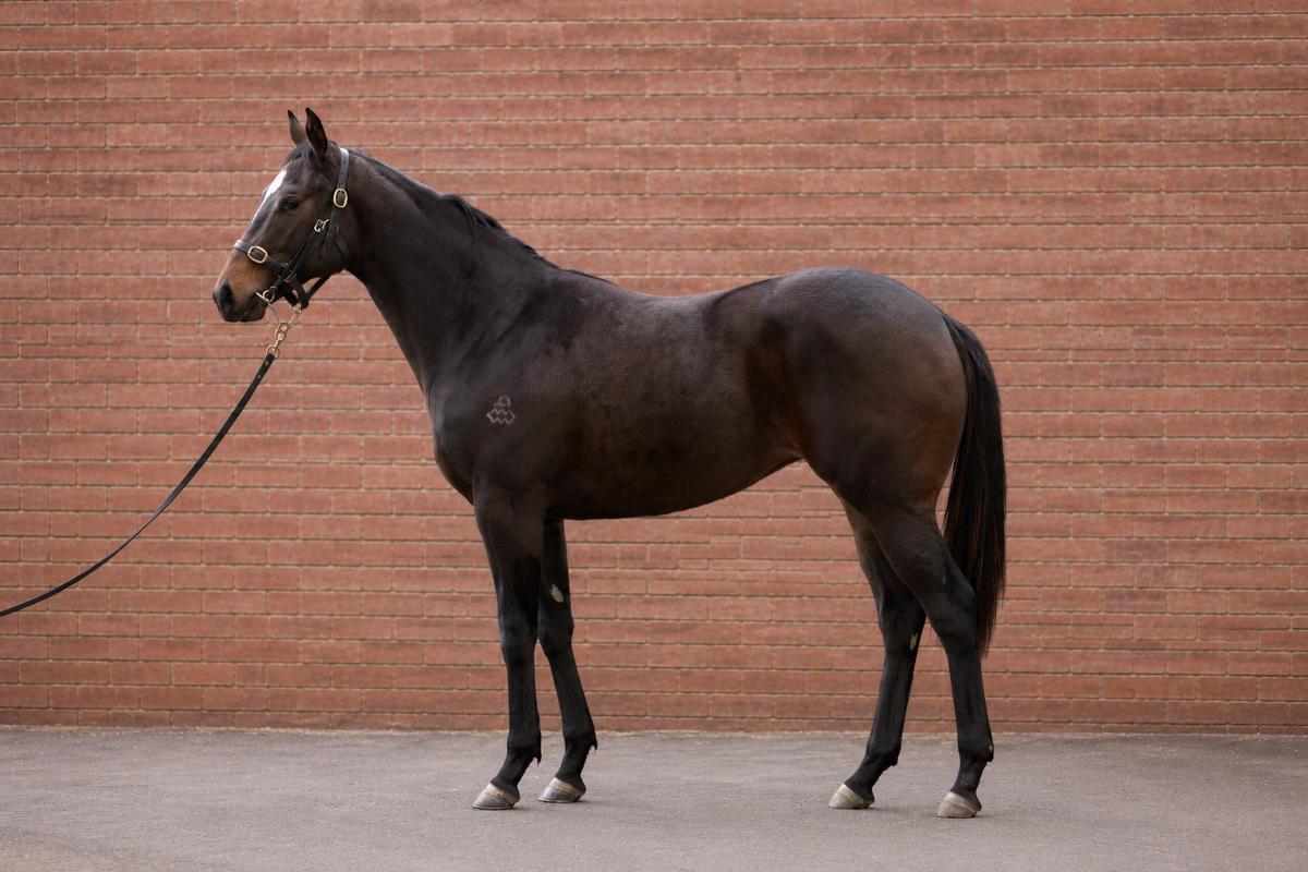 horse-image