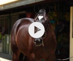 Alabama Express x Of Good Cheer