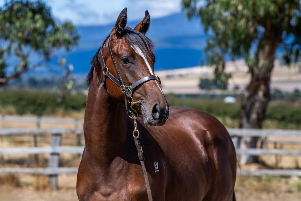 2024 Rubick x Lita Colt