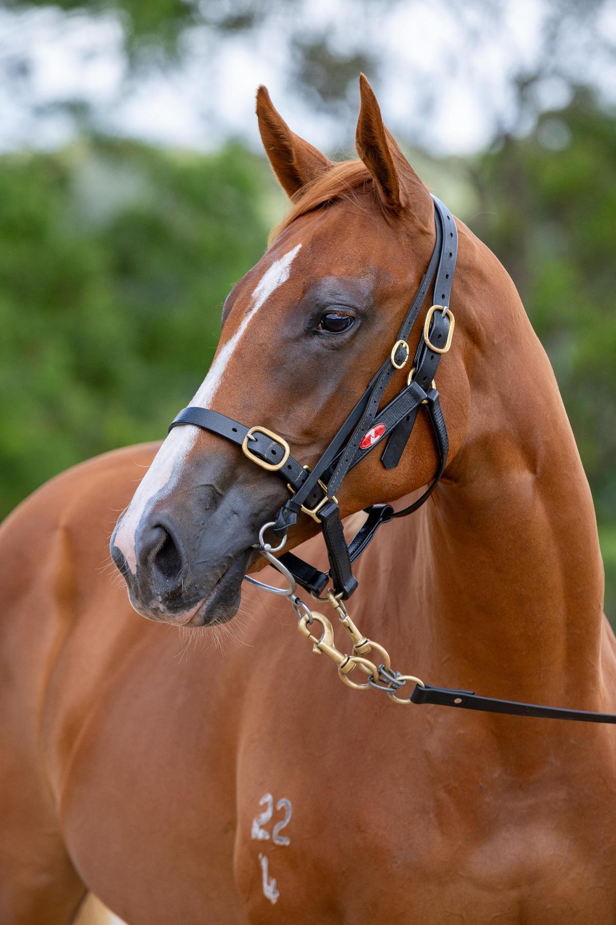 Maurice/ Kardashing