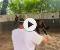 Savabeel/Irish Cream '23