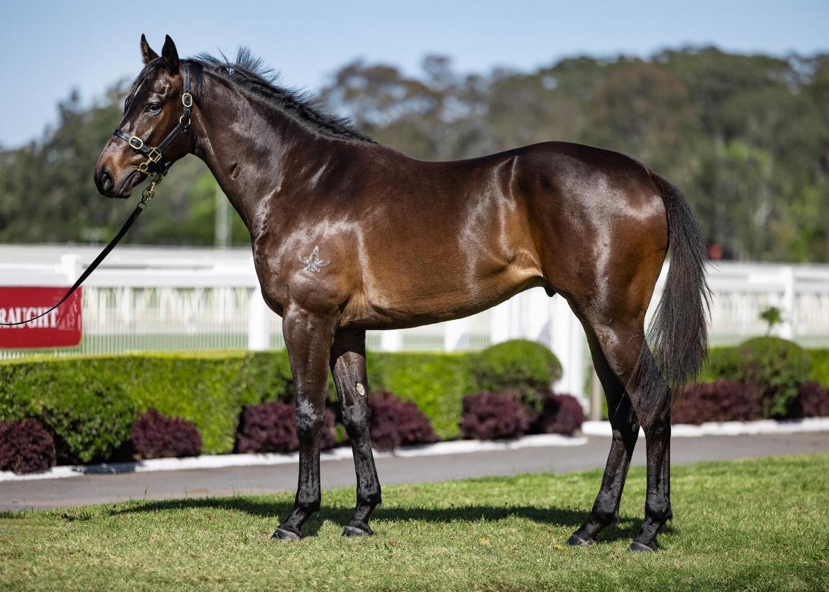 4yo Tried Horse, NAVY BUOY headed to Paul Snowden at Port Macquarie