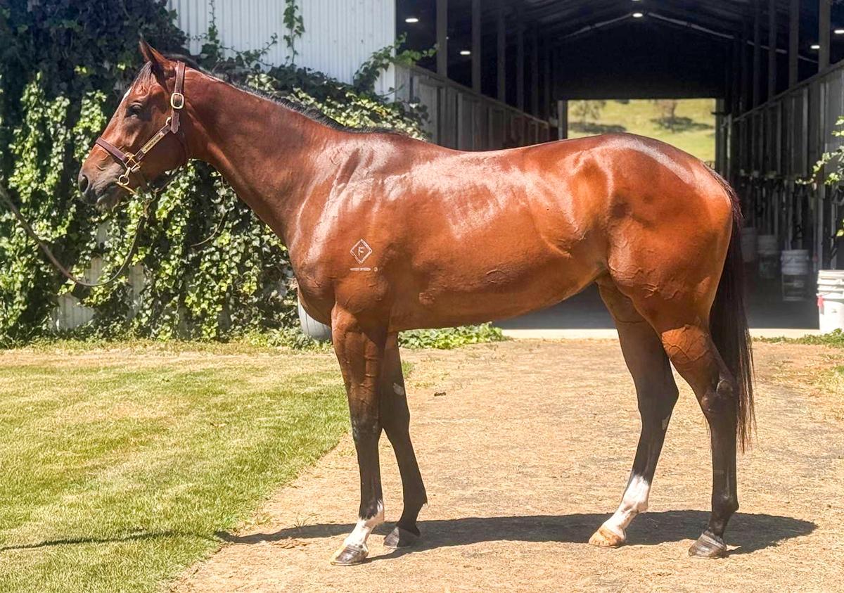 Better Than Ready x Snitzel's Joy